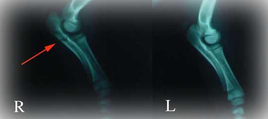 MinPigXray
