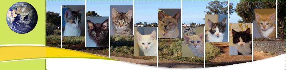 RehouseCatTitleBanner