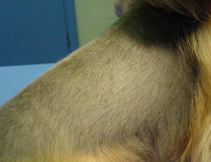 AlopeciaMutantCloseUp