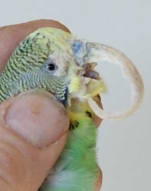 BudgieBeak1