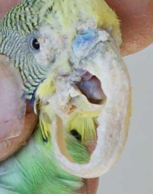 BudgieBeak2
