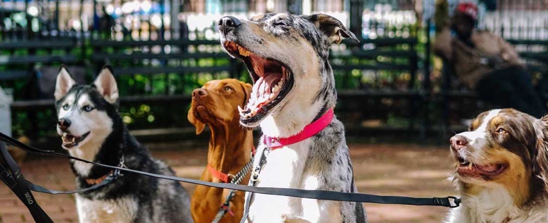 New graduate veterinarian – Position available