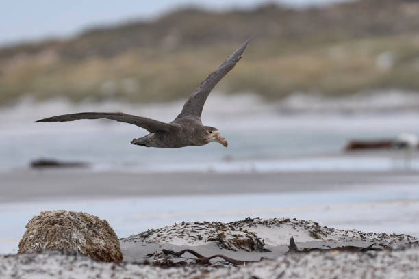 H5 Bird Flu Detected in South Australia – What Pet Owners Need to Know