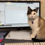 BeBe Computer cat - Helping in the office