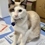 BeBe in the Paperwork