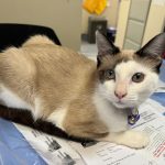 BeBe Chilling on the table BeBe Chilling on the table