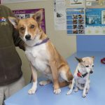 Louie works hard around the veterinary clinic, from temperament testing new rescues: