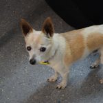 Louie was born around 2004 and was rescued in 2007. He was adopted by Dr. Andrew Melville-Smith and rapidly settled into his new home. He is a quiet little dog and is often seen around the veterinary clinic because he quietly sits and watches everyone at work.