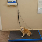 Proper scales for weighing large and small companion animals.