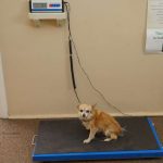 Proper scales for weighing large and small companion animals.