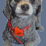 Dusty Rescued 2014