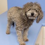 Dusty rescued from bin