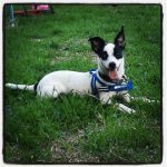 Sparkie