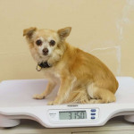 Proper scales for weighing large and small companion animals.