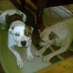 Boof and Pop