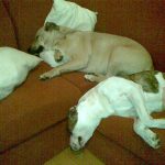 Dogs Life :P