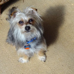 Lucy