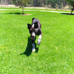 Scout
