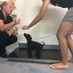 Lyn demonstrates weighing training