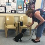 Sit Training