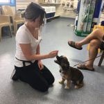Stephanie shows wait training