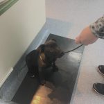 Training to sit on the scales to be weighed