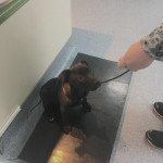 Training to sit on the scales to be weighed