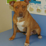 Duke when he was adopted in 2009