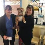Duke during his visit in 2019 Duke---Whyalla-Vet-Adoption-Success-2019
