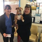 Duke during his visit in 2019 Duke---Whyalla-Vet-Adoption-Success-2019