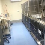 The isolation ward has the latest stainless-steel cages with waste handling trays to enable the treatment of infectious diseases like parvovirus