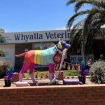 Dress up the dog competition” for Christmas