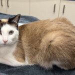 Even our cat BeBe gives it the paws up for warm comfort when we are not looking.