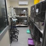Full Isolation ward at the Whyalla Veterinary Clinic