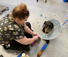 A trip to the vets. Bandaged up, she gets a catheter fitted ready for surgery.