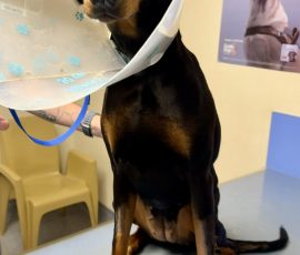 With a row of stitches on her leg, she is ready to go home.