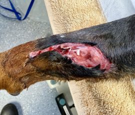 The cut on the front leg